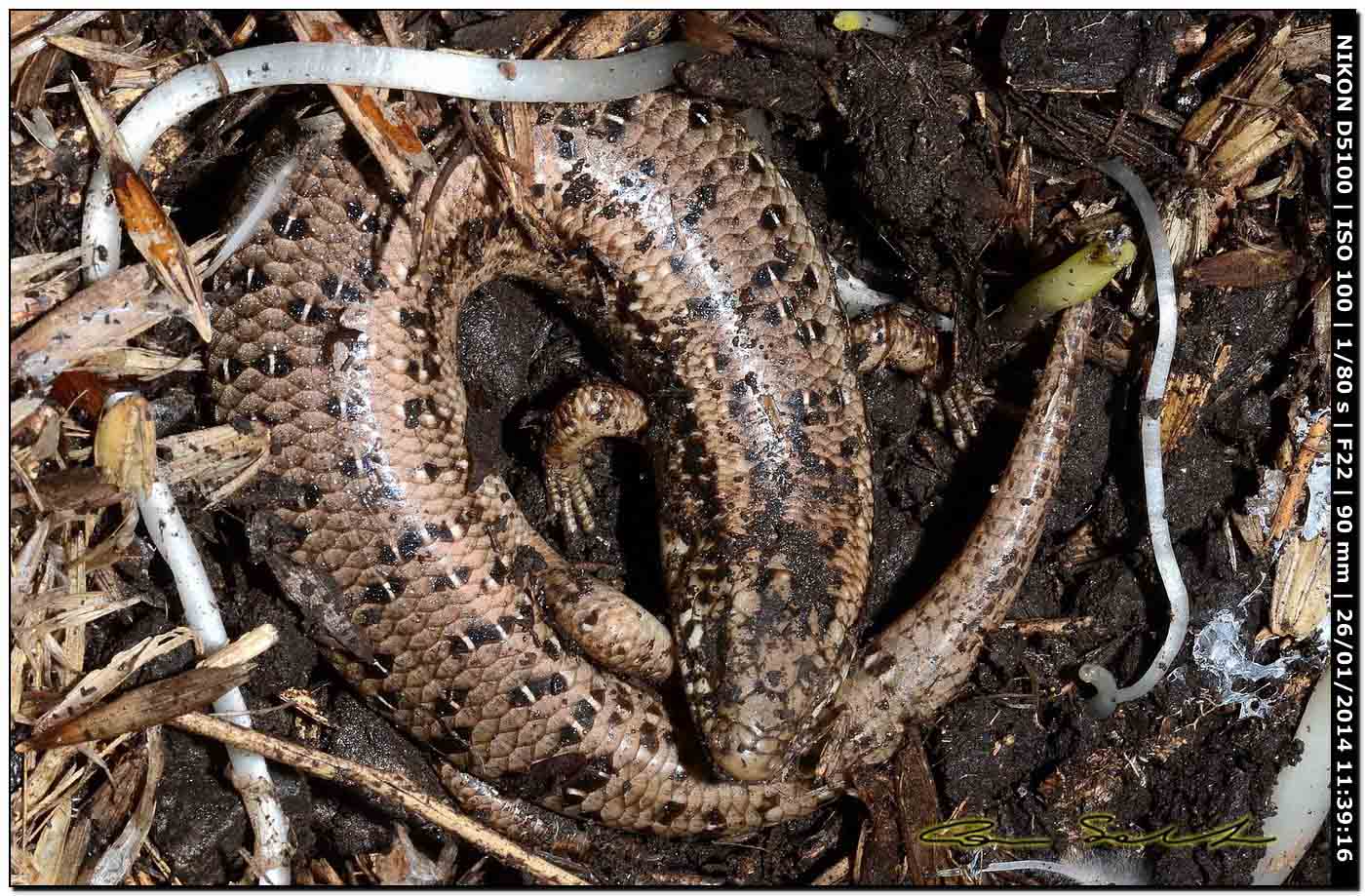 Chalcides ocellatus, Scincidae